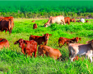 Dù tỷ phú Trần Bá Dương nói “HAGL Agrico chỉ còn xương thôi”, cổ phiếu HNG vẫn bất ngờ kịch trần, nhập cuộc đua với HAG