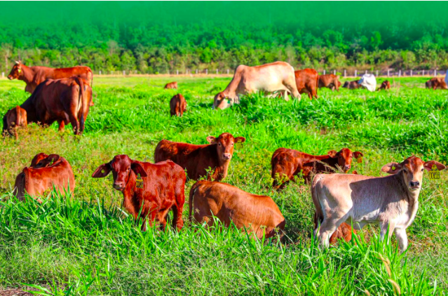 Dù tỷ phú Trần Bá Dương nói “HAGL Agrico chỉ còn xương thôi”, cổ phiếu HNG vẫn bất ngờ kịch trần, nhập cuộc đua với HAG